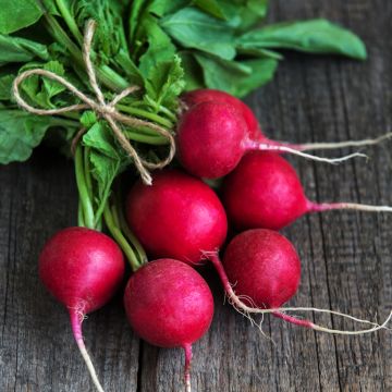 Radis Rond rouge Raxe Bio - Raphanus sativus var. sativus