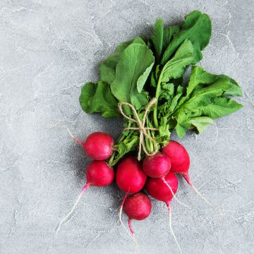 Radis Rond rouge Saxa 2 - Raphanus sativus var. sativus