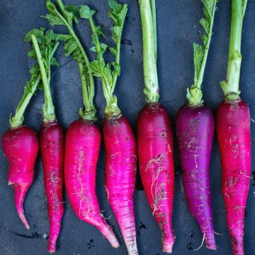 Radis violet de Gournay - Vilmorin