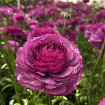 Renoncule fleur double rouge - Ranunculus asiaticus