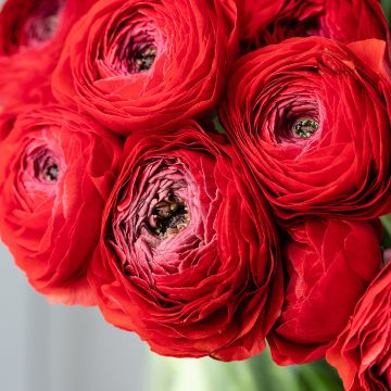 Renoncule des fleuristes Vortex F1 Red - Ranunculus hybrida