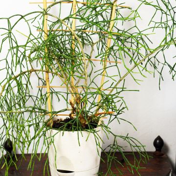 Rhipsalis burchellii - Cactus-gui