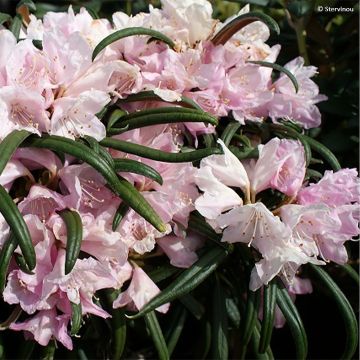Rhododendron makinoi - Rhododendron nain