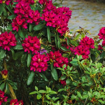 Rhododendron Sappho