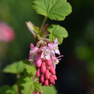 Ribes sanguineum King Edward VII - Groseiller à fleurs King Edwa