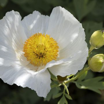 Romneya coulteri - Pavot en arbre.