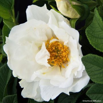 Rosa rugosa Alba - Rosier rugueux - Rosier botanique