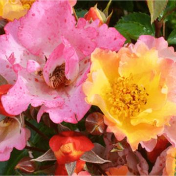 Rosier à fleurs groupées Bienenweide Gelb