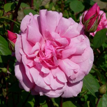 Rosier Grimpant Cecile brunner - Rose ancienne