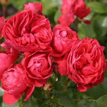 Rosier PATIO ROSE® Cherry Girl®