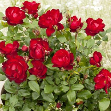 Rosier PATIOROSE® Milano®