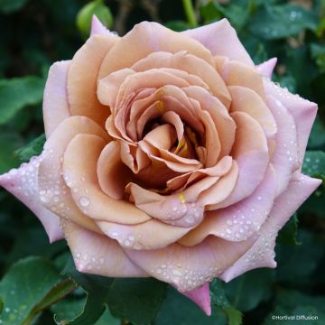 Rosier à fleurs groupées Mokarosa en racines nues