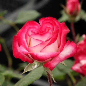 Rosier Laminuette - Rosa (x) floribunda