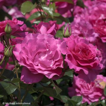 Rosier à fleurs groupées Cherry Bonica Meipeporia