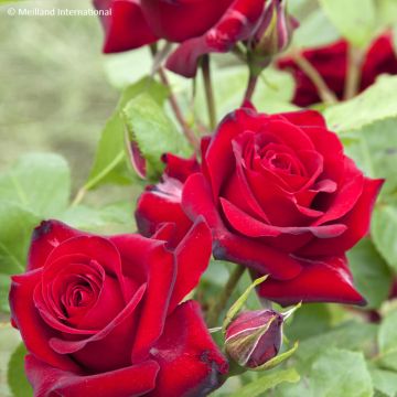 Rosier à fleurs groupées Cherry Bonica Meipeporia