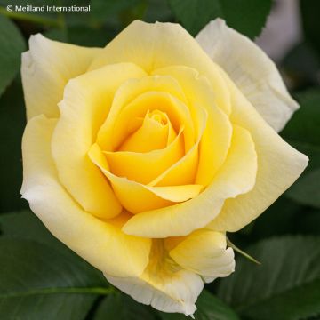 Rosier à fleurs groupées Cherry Bonica Meipeporia