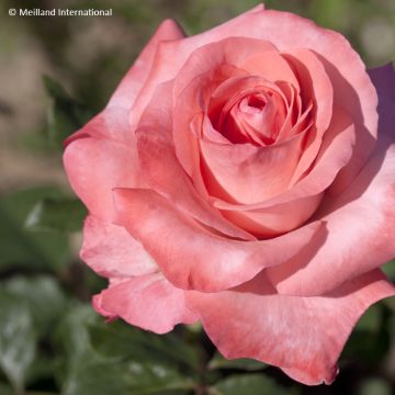 Rosier à grandes fleurs Arthur Rimbaud