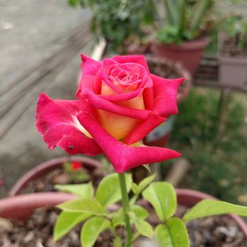 Rosier à grandes fleurs Poseidon®