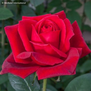 Rosier à grandes fleurs Jubilé Papa Meilland