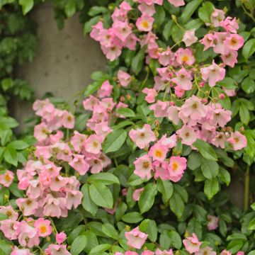 Rosier arbustif Ballerina