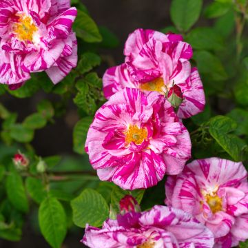 Rosa x gallica Versicolor - Rosier ancien gallique 