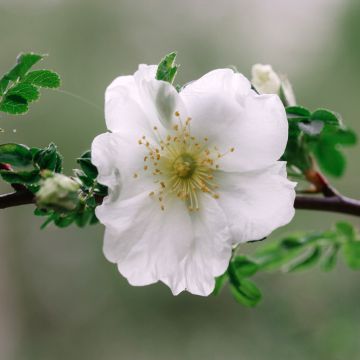 Rosier arbustif Nevada