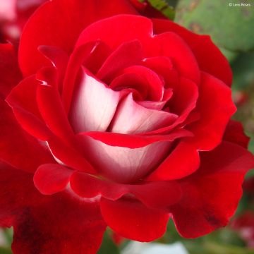 Rosier à fleurs groupées Caroline's Heart vel16dsipo