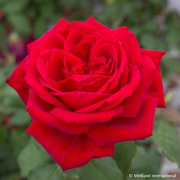 Rosier grimpant Colette Meiroupis