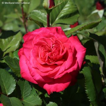 Rosier grimpant Colette Meiroupis