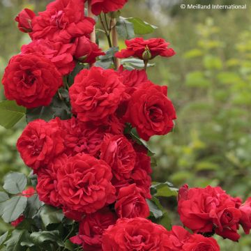 Rosier grimpant Colette Meiroupis