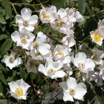 Rosier Liane Kiftsgate - Rosa filipes