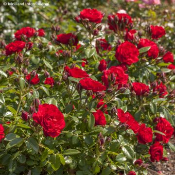Rosier couvre-sol Tapis Volant
