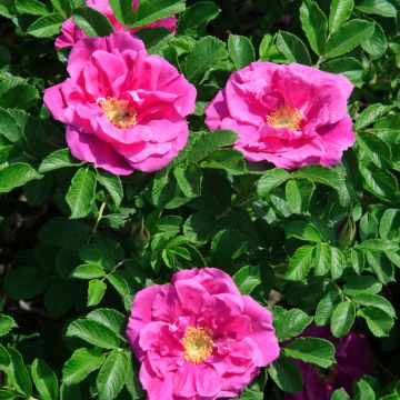 Rosier ancien Roseraie de l'Haye - Rosa (x) rugosa