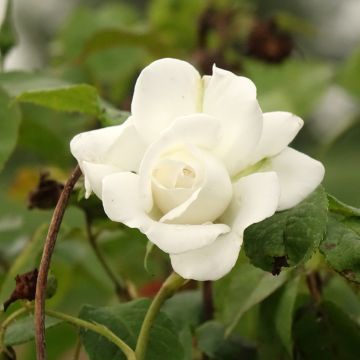 Rosier tige Annapurna®