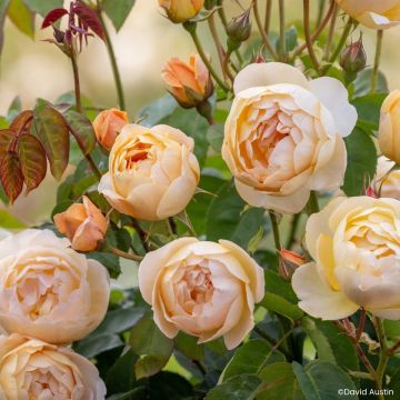 Rosier David Austin Dannahue