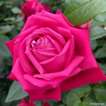 Rosier à Grande Fleurs Grande Amore