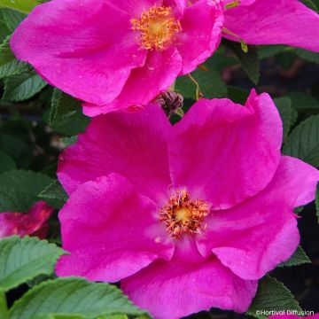 Rosa rugosa Alba - Rosier rugueux - Rosier botanique