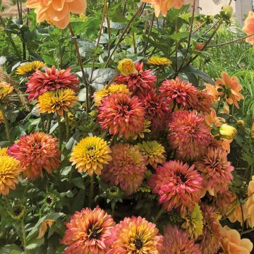 Rudbeckia Rudy Double Rose Yellow