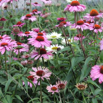 Echinacea purpurea Magnus - Rudbeckia pourpre