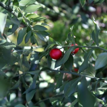 Ruscus aculeatus - Petit houx 