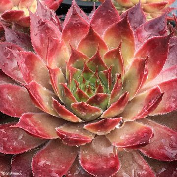 Sempervivum Chick Charms Key Lime Kiss - Joubarbe