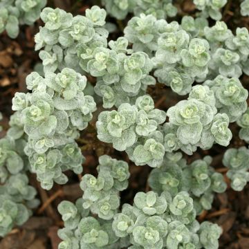 Salix Boydii - Saule nain de Boyd