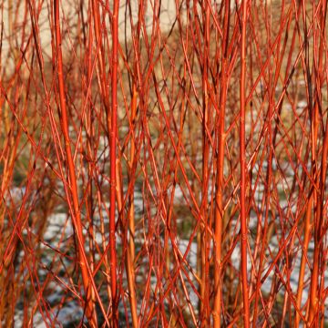 Salix alba Chermesina - Saule blanc - Osier rouge