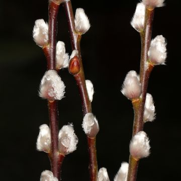Salix caprea - Saule marsault