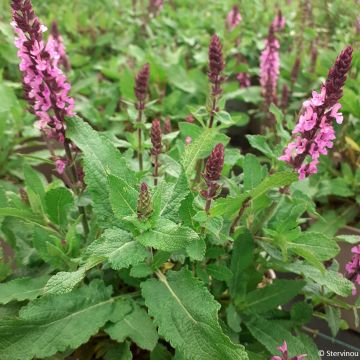 Salvia nemorosa Bumblesky - Sauge des bois