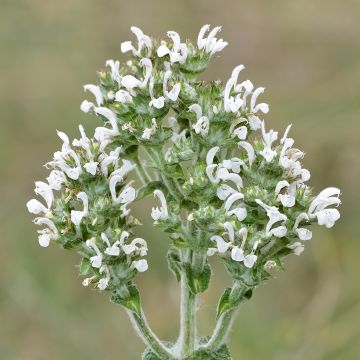 Sauge sacrée blanche - Salvia apiana
