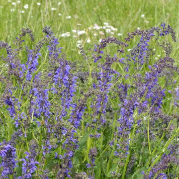 Graines de Sauge des près - Salvia pratensis