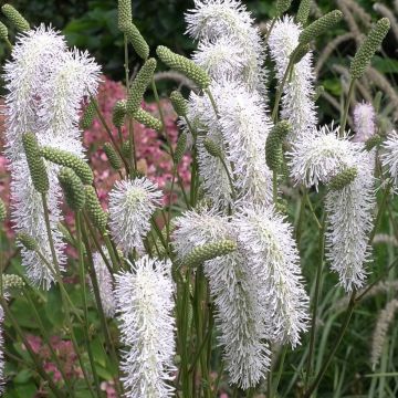 Sanguisorba hakusanensis - Pimprenelle