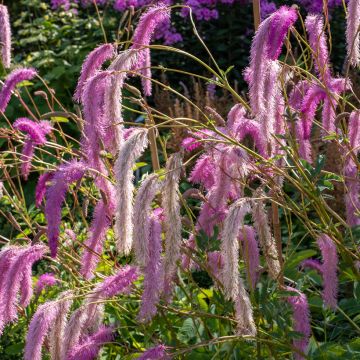 Sanguisorba hakusanensis - Pimprenelle