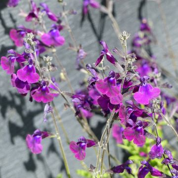 Sauge arbustive Nachtvlinder - Salvia microphylla